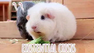 Guinea Pig Has Existential Crisis
