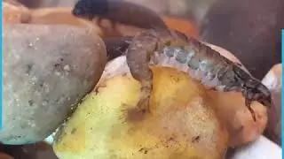 Meet the Inverts - The Caddisfly