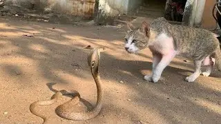 SNAKE COBRA VS  CAT