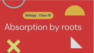 Absorption by roots class 10 biology #icse #class10 #absorptionbyroots