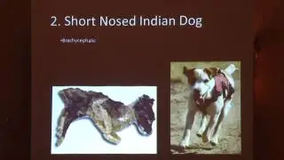 Osteometric Comparisons of San Nicolas Island Dogs