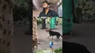 Try to don&rsquo;t laughing🤣😐#funnyvideo #comedy #funny #funnymemes #pets #viral #memes #foryou