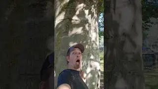 Enormous Elm Tree with Tiny Fruits Discover This Massive Trunk #big #trees #nature #learning