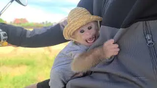 Monkey David cried and ran after Daddy to pick fruit to eat