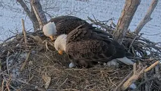 Kansas Eagles 1-28-26.  Ellie Surprises Everyone, Lays Egg #1 @ 5:38 PM;  Harvey Gets a Peek! 🦅🥚🦅🎉
