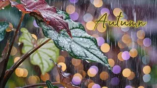 Relaxing Cello & Piano Melodies ~ Relaxing Piano Music And Rain for Peaceful Moments | Autumn Sleep