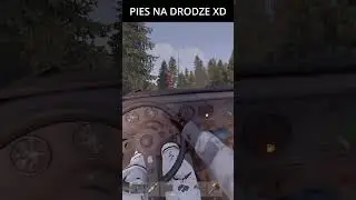 PIES NA DRODZE  || RUST PL || RUST SHORTS