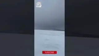 Snowy Owl Dive Bomb Attack