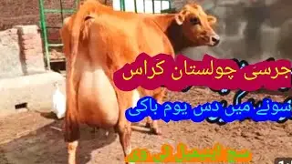 jersey cow | such animal tv| jersey sahiwal crossbreed | jersey sahiwal milk | jersey cows |