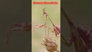 Most Unrealistic Creatures | Where Nature Meets Companionship
