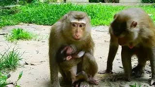 CLOREN nice baby CLORA cute mother 🐒 🙈 🙊