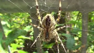 Cross Orbweaver Spider 2 HQ HD