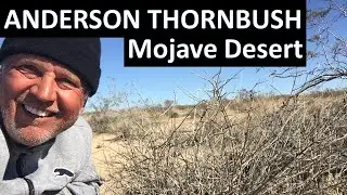ANDERSON THORNBUSH Mojave Desert - Lycium andersonii (sometimes Anderson's thornbush)