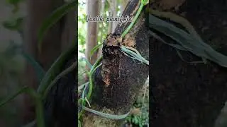 Vanilla plant - a type of orchid that produces natural vanillin.