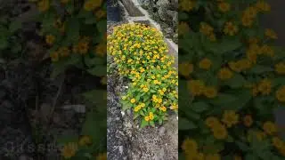 Bunga Matahari Mini | Bunga seribu Bintang | Butter Daisy Seeds |  Melampodium  Divaricatum