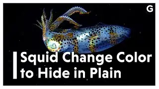 Squid Change Color to Hide in Plain Sight