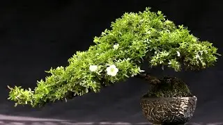 Bonsai Half or Semi Cascade - Han Kengai Styles