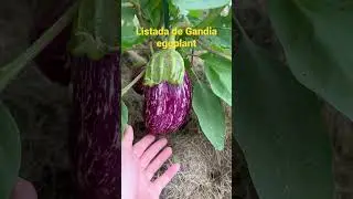 Eggplant #vegetables #eggplant #harvest #food