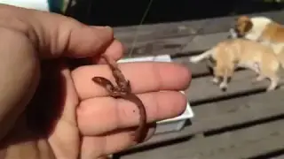 Uncle Goat fishing tip to create a predator response in any fish 🐟
