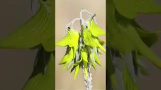 The Insane Story Behind interesting information about green birdflower | Crotalaria cunninghamii