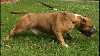 American Bully Stud Diesel aka The Big Mac