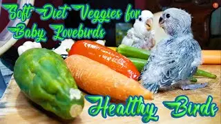 Soft Diet Veggies for Baby Lovebirds #healthyfoods #healthybirds #lovebirds #teampayaman |V26