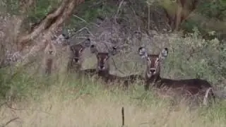 Leeuwdoorns Farm for Sale - Limpopo Province South Africa