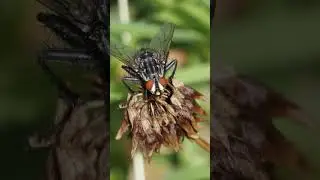 The red eyed flesh fly
