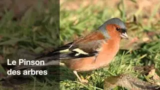 Le Pinson des arbres (LPO)