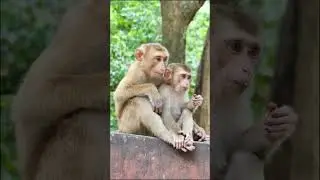 Short Tail Monkeys