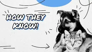 How Animals Predict Natural Disasters: Thrilling Insights!