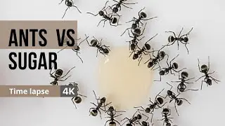 Ants vs Sugar Time Lapse | 4K | Shot on iPhone