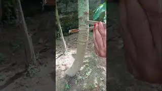 Desi trick to increase production of papaya ✨️☺️🌿💛 || #garden #terrace #trending #shorts #fyp