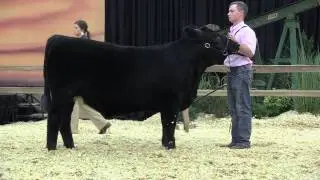 NJAS 2015: Steer Show