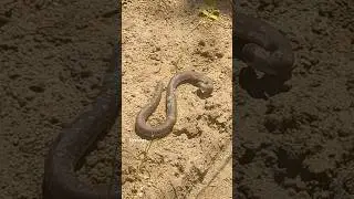 two heads snake#dangerous village snake#rare snake #nrstales#