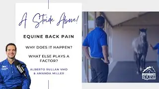 Equine Back Pain - Why does it happen, What else plays a factor?