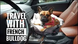 Travel With French Bulldog