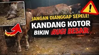 JANGAN DIANGGAP SEPELE! KANDANG KOTOR BIKIN SAPI RUGI BESAR🔥