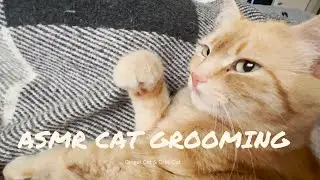 Ginger's Lounge Time: A Pawsome Grooming Session ASMR