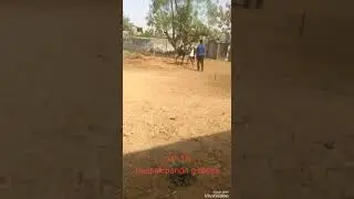 Pandit g horse dance(3)