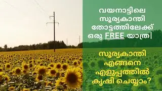 Explore Sunflower Garden in Kerala | Tips & Tricks for Sunflower Farming in Kerala | Wayanad Tourism