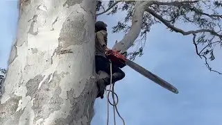 Cưa hai cây bạch đăng siêu khủng siêu to , Nhiều nhánh . Cưa cây kỷ thuật cao