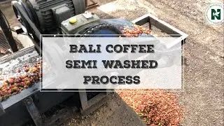 Bali Coffee Semi Washed Process | Nera Coffee | Kintamani