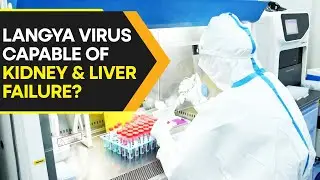 What is Langya Henipavirus that has infected 35 people in China? | WION Originals