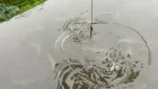 De små havørreder i Dam 11, på dambruget / Die kleinen Meerforellen in Teich 11 auf der Fischzucht