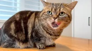 特別より日常が好きな猫