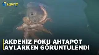 AKDENİZ FOKU AHTAPOT AVLARKEN G&Ouml;R&Uuml;NT&Uuml;LENDİ