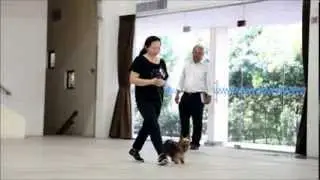 PETAS 6th Dog Obedience Competition