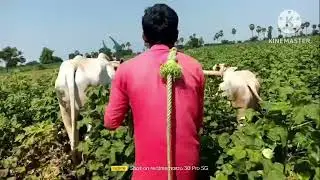 Rayalaseema Bulls killari bulls super fast farming life agriculture