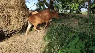 Bullock cart heavy load performance|bullokcart videos|village videos|farmer lifestyle...